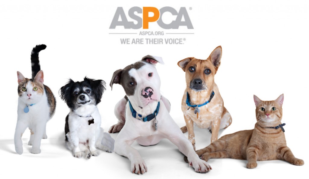 The ASPCA® Gives Animals A Voice All Year Round! - PCH Blog