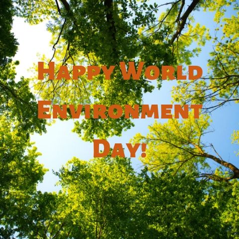 It’s World Environment Day, Celebrate With PCHsearch&win!